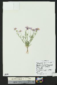 Erigeron concinnus image