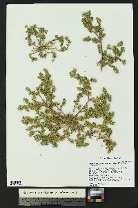Glandularia quadrangulata image