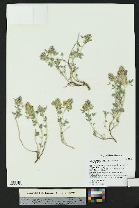 Dalea jamesii image