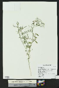 Vicia ludoviciana image