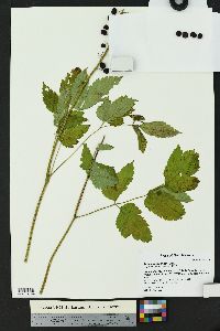 Actaea rubra image