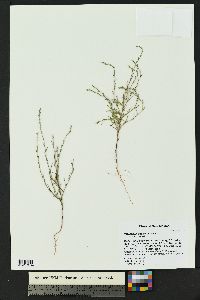 Polygonum sawatchense image