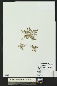 Euphorbia serpillifolia image