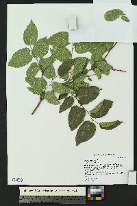 Celtis reticulata image