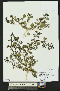 Trianthema portulacastrum image