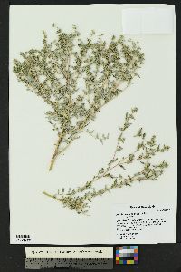 Atriplex elegans image