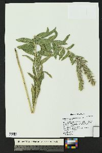 Lithospermum onosmodium image