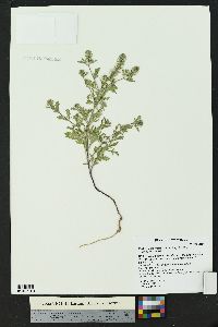 Verbena bracteata image