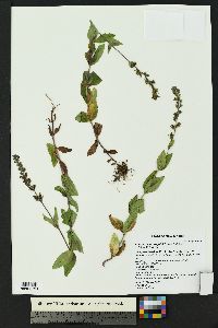 Veronica wormskjoldii image