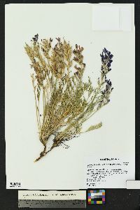 Oxytropis lambertii image