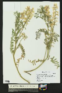 Astragalus bisulcatus image