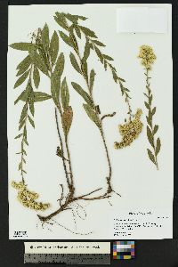 Solidago wrightii image