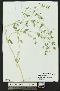 Kallstroemia parviflora image