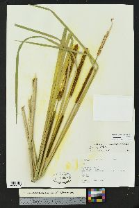 Typha domingensis image