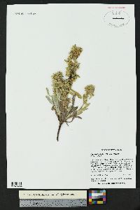 Oreocarya bakeri image
