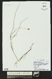 Thelesperma filifolium image
