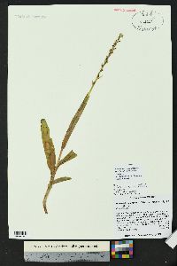 Platanthera hyperborea image