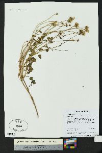 Bartlettia scaposa image