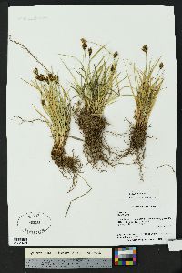 Carex ebenea image