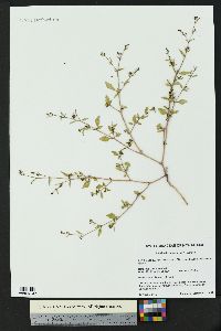 Boerhavia pterocarpa image