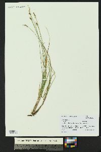 Carex echinata image