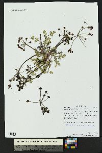 Aulospermum purpureum image