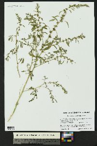 Amaranthus polygonoides image