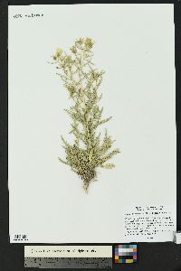 Mentzelia humilis var. humilis image