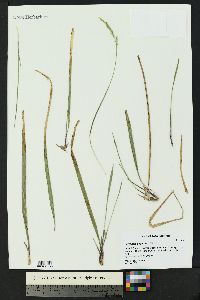 Oryzopsis asperifolia image