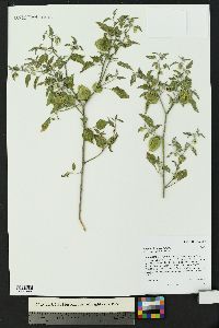 Physalis hederifolia var. fendleri image