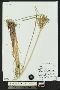 Cyperus glomeratus image