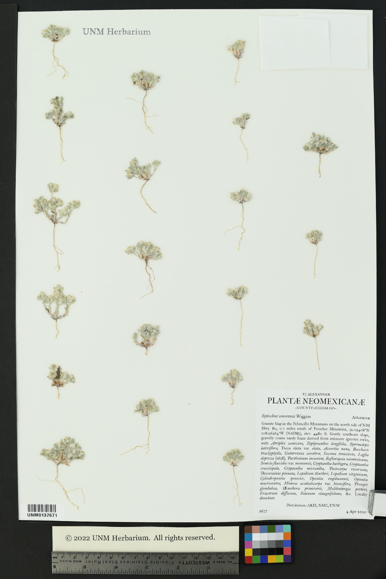 Stylocline sonorensis image