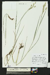 Bromus porteri image