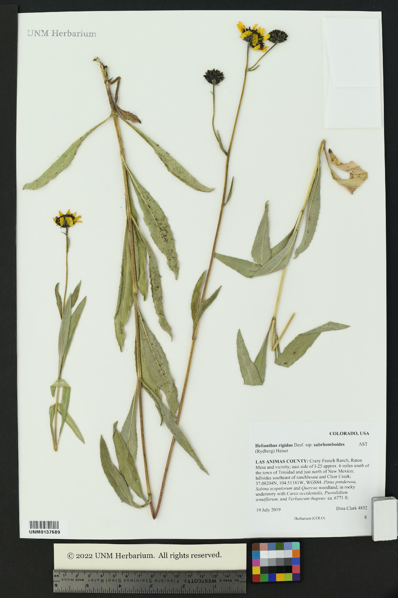 Helianthus pauciflorus subsp. subrhomboideus image