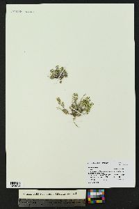 Draba ventosa image