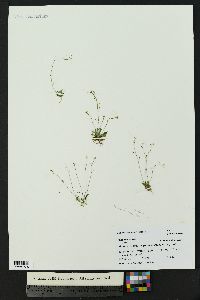 Draba crassifolia image