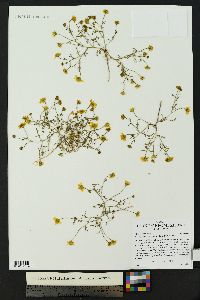 Thymophylla aurea var. aurea image