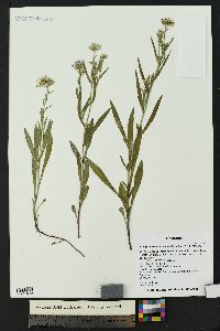 Symphyotrichum ascendens image