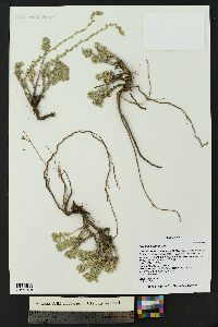 Artemisia frigida image