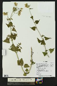 Brickellia grandiflora image