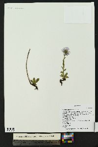 Erigeron ursinus image