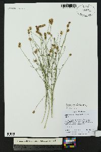 Dalea candida var. oligophylla image