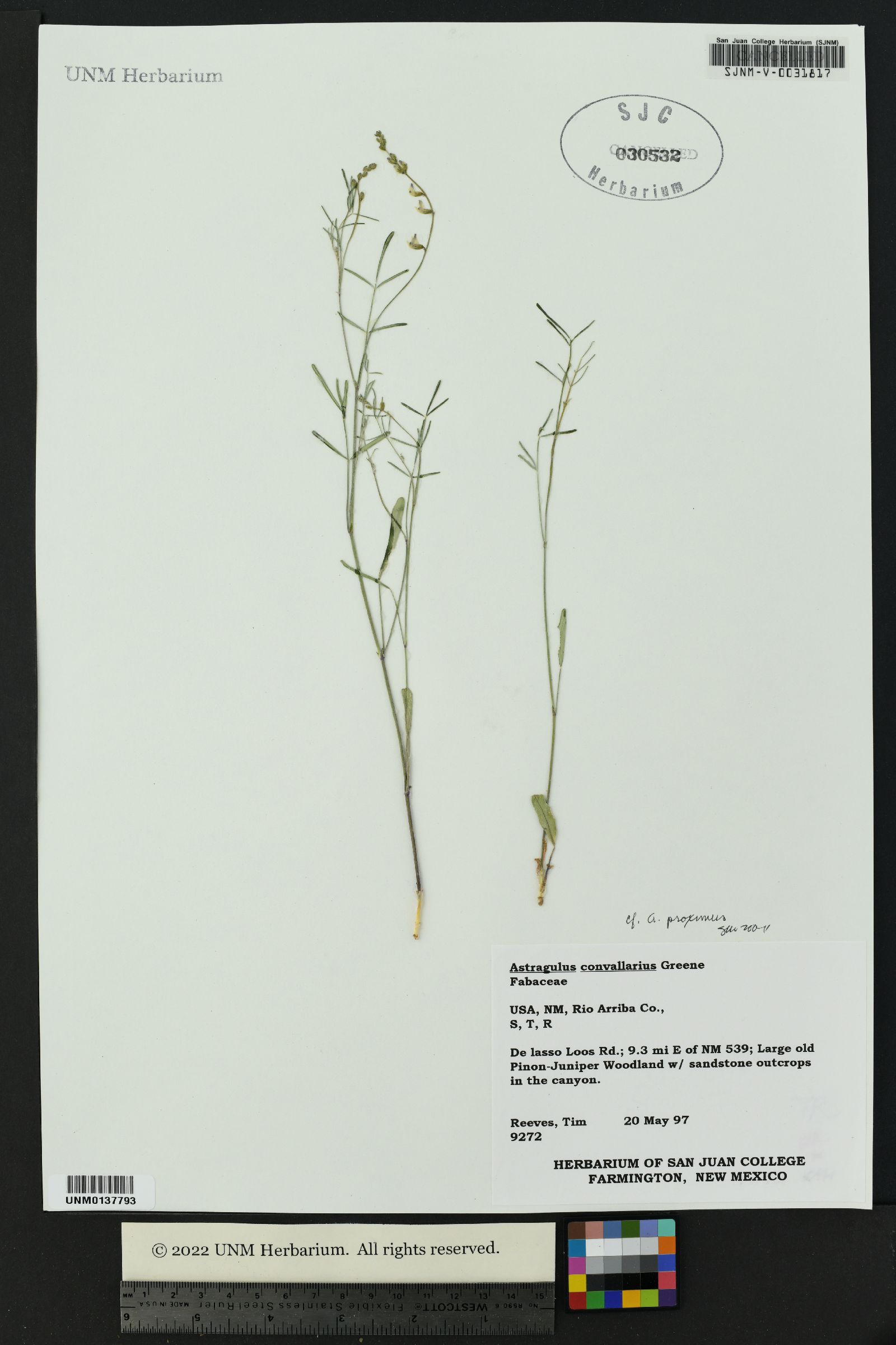 Astragalus proximus image