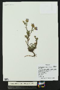 Dieteria bigelovii var. bigelovii image