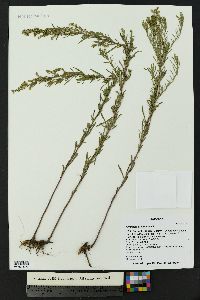 Artemisia dracunculus image