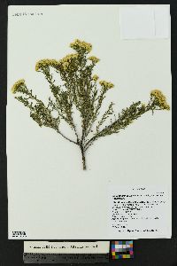 Chrysothamnus viscidiflorus subsp. viscidiflorus image