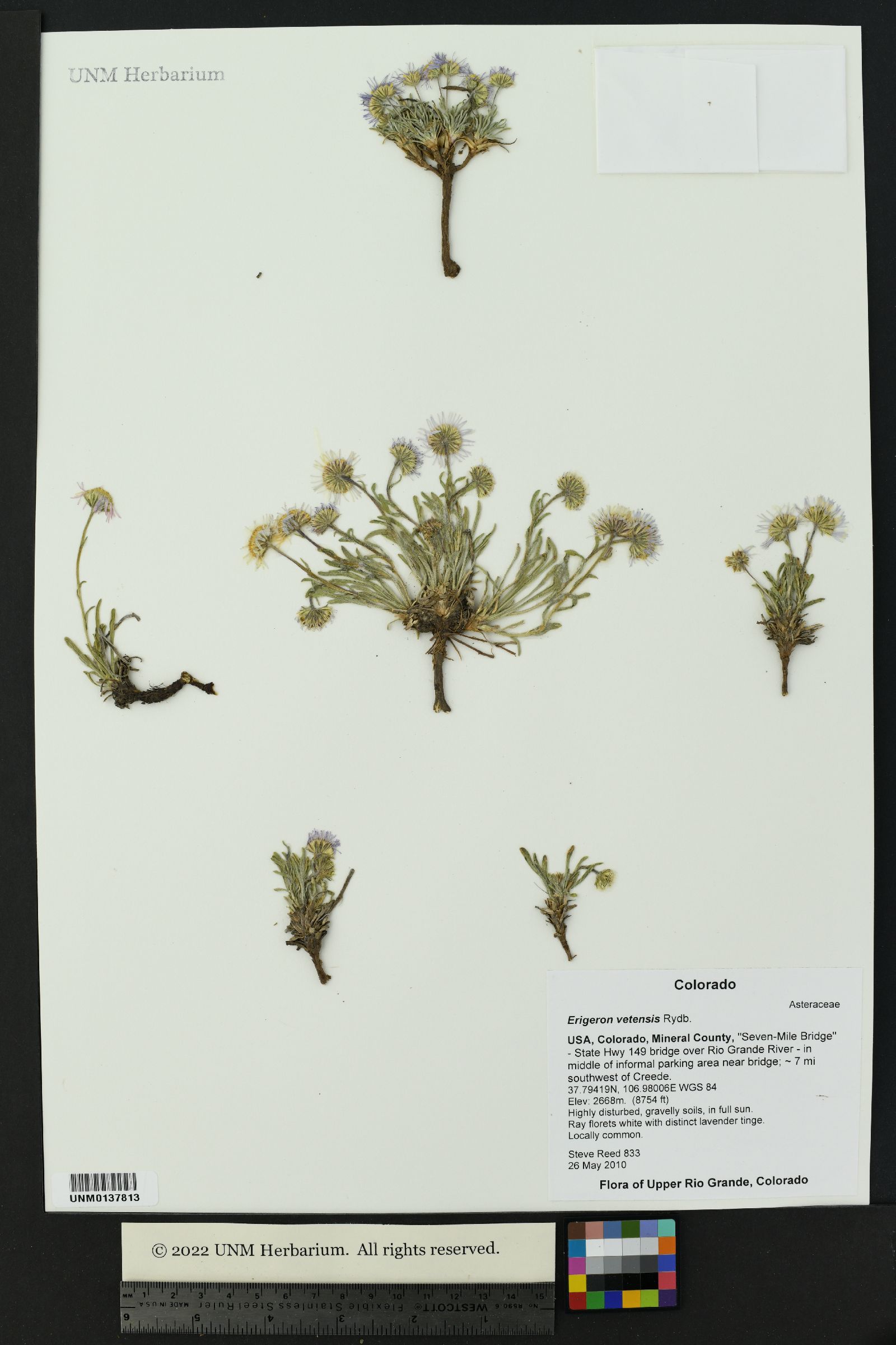 Erigeron vetensis image