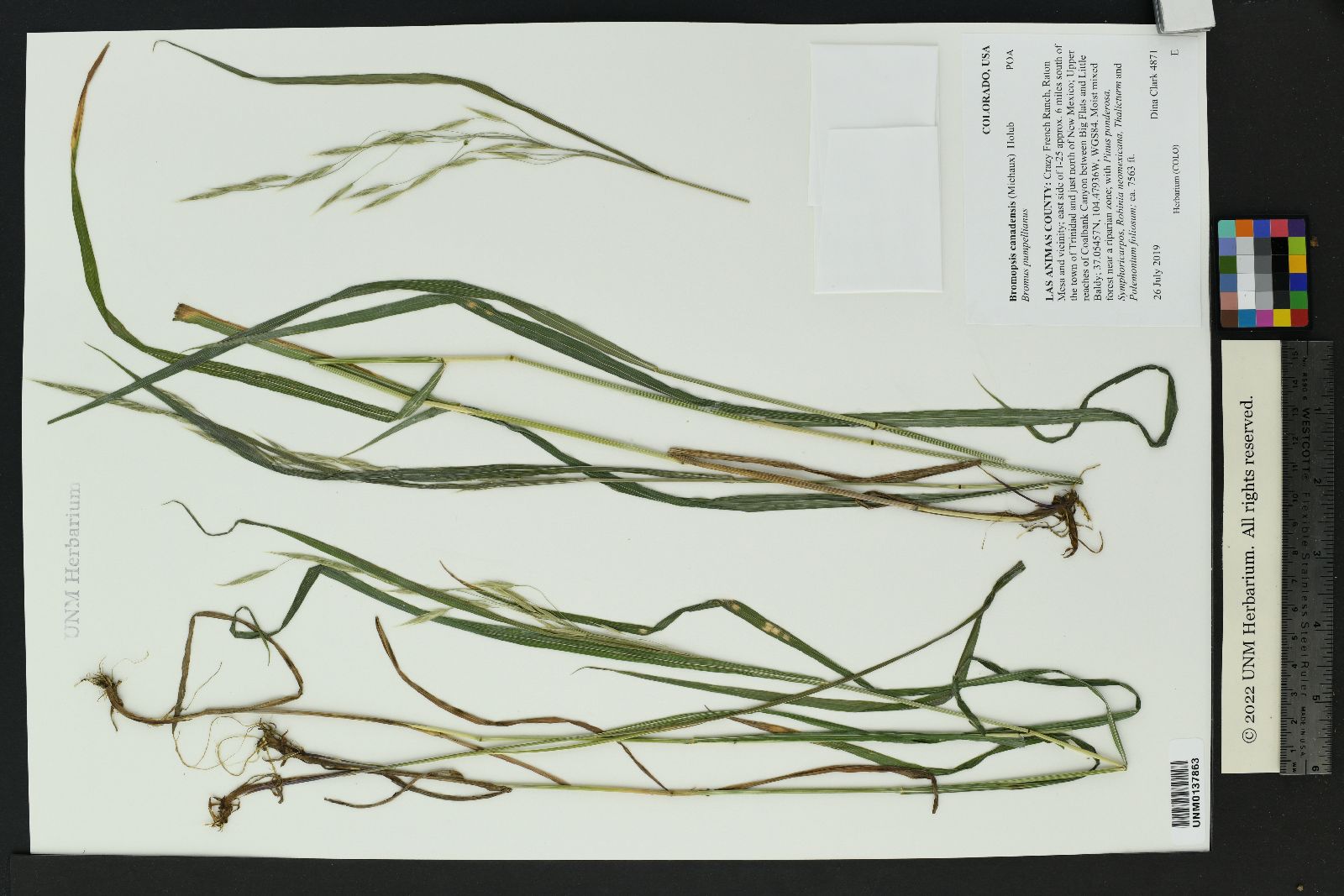 Bromus ciliatus var. ciliatus image