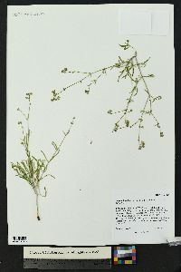 Mirabilis linearis image