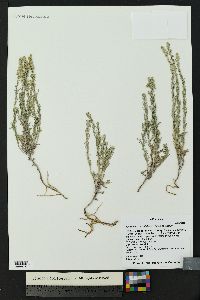 Artemisia carruthii image